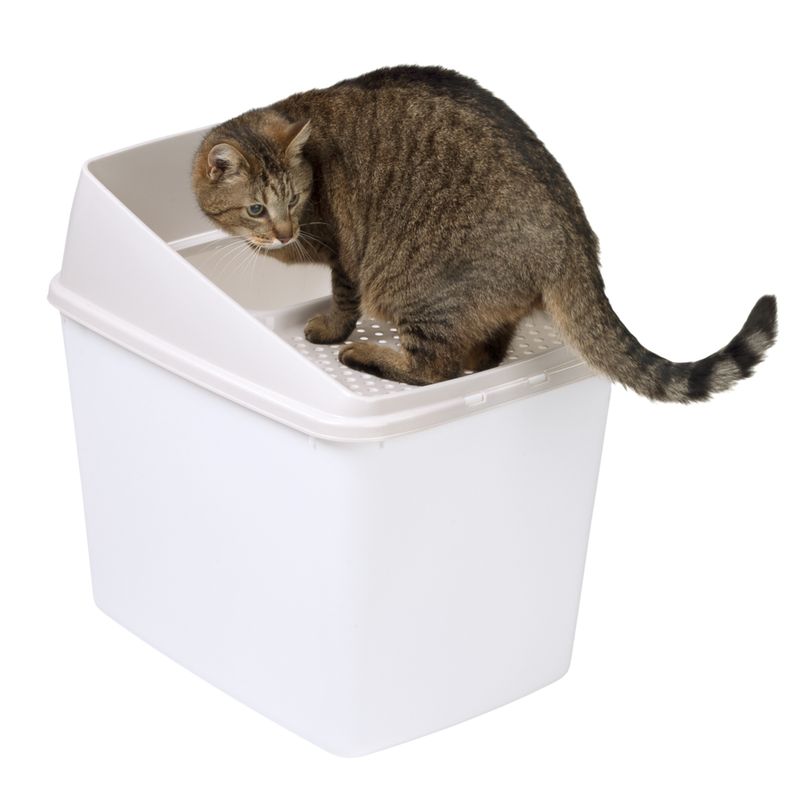 zooplus Katzentoilette Big Box kaufen Super Sparpreis