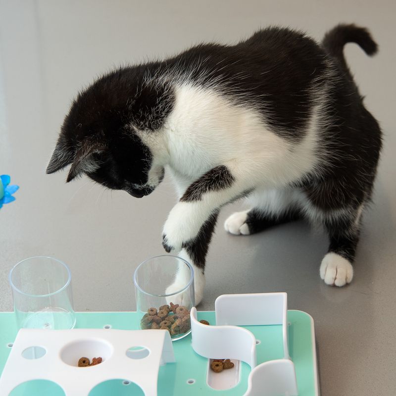 zooplus Katzenspielzeug Slo-Mo kaufen Vierteljährliche Förderung