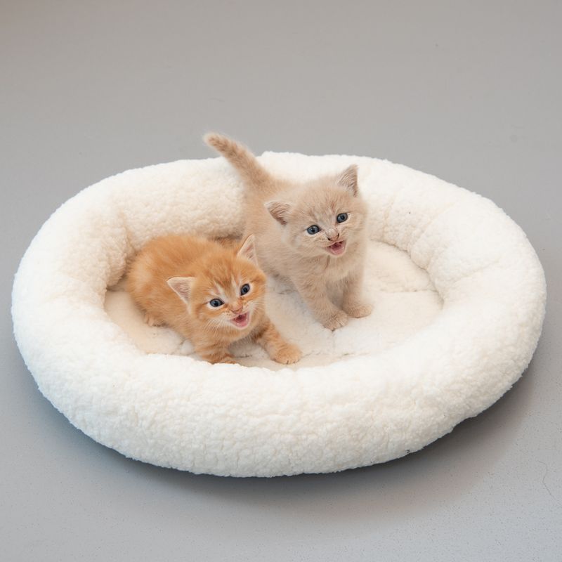 zooplus Kuschelbett Fluffy 2in1 kaufen Begrenzt auf 3 Tage