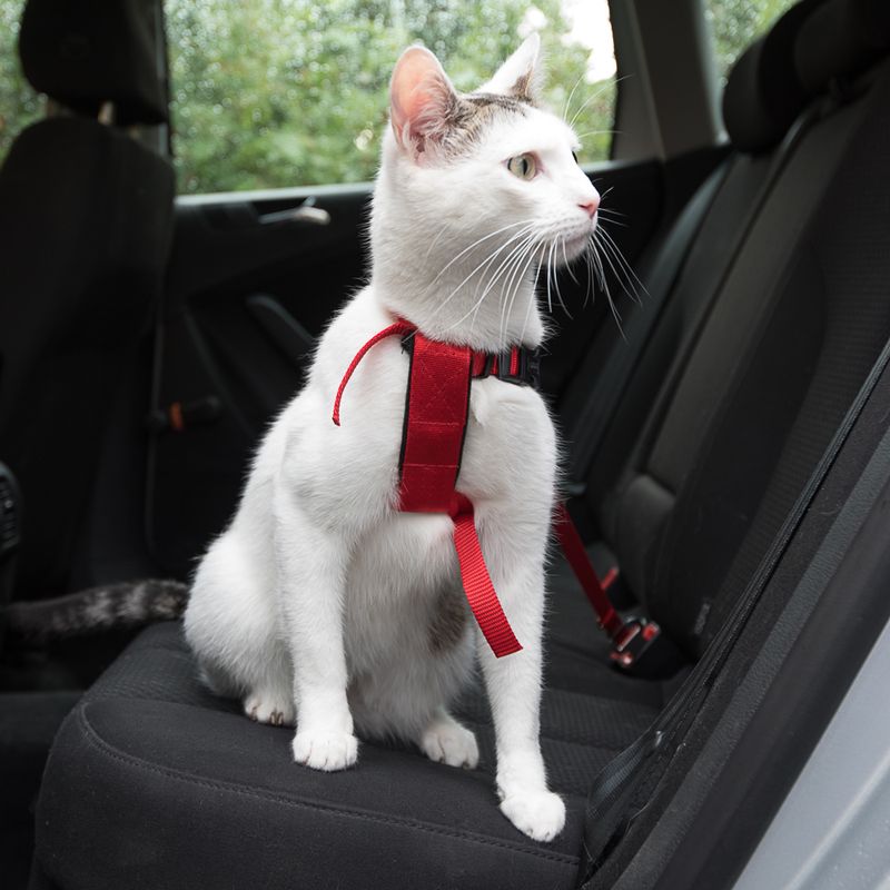 zooplus Trixie Auto-Geschirr für Katzen kaufen
