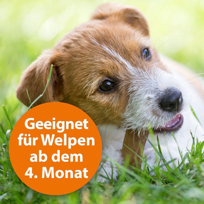 zooplus ARDAP Zecken-/Flohschutzhalsband für Hunde kaufen Neuheiten