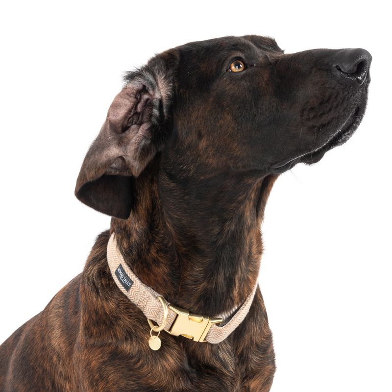 zooplus Nomad Tales Calma Halsband sand kaufen Fabrikpreis