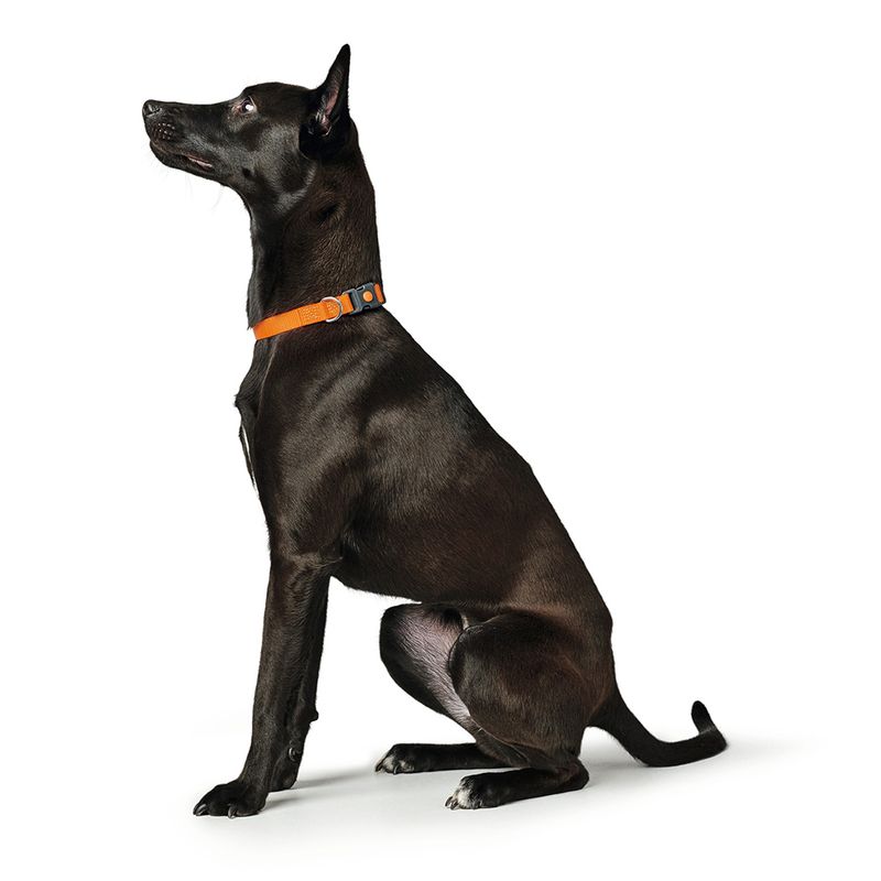 zooplus HUNTER Halsband London orange kaufen Versandkostenfrei