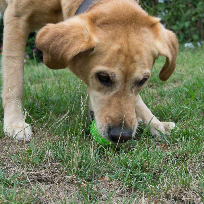 zooplus Hundespielzeug Squeaky Ball aus TPR kaufen Wochenangebot
