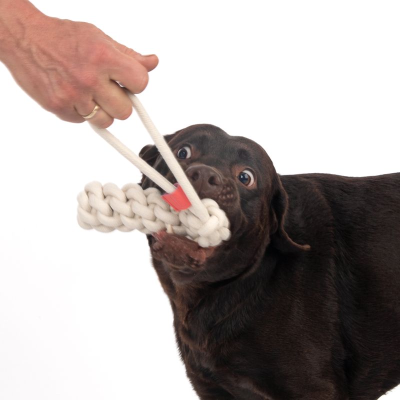 zooplus TIAKI Hundespielzeug Rope Stick kaufen JETZT KAUFEN