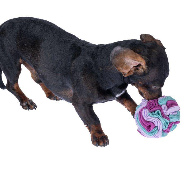 zooplus zooplus Basics Hundespielzeug Schnüffelball kaufen Neueste Stile