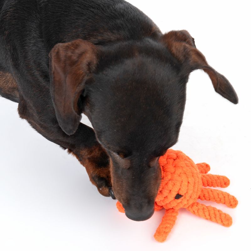 zooplus TIAKI Hundespielzeug Oktopus kaufen Zeitbegrenzte Promotion