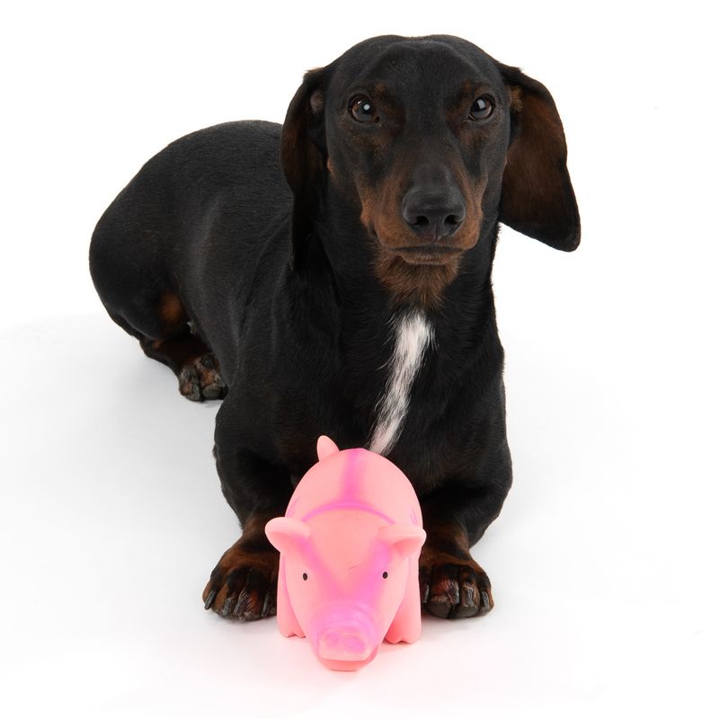 zooplus Hundespielzeug Latex-Schwein mit Stimme kaufen Bis zu 60% Rabatt