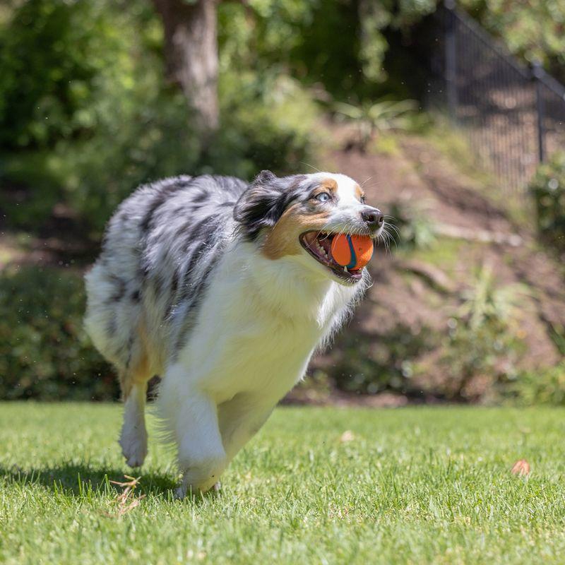 zooplus Chuckit Ultra Ball kaufen Sonderangebot der Fabrik