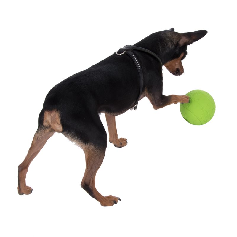 zooplus Snackball Hund kaufen Vierteljährliche Förderung