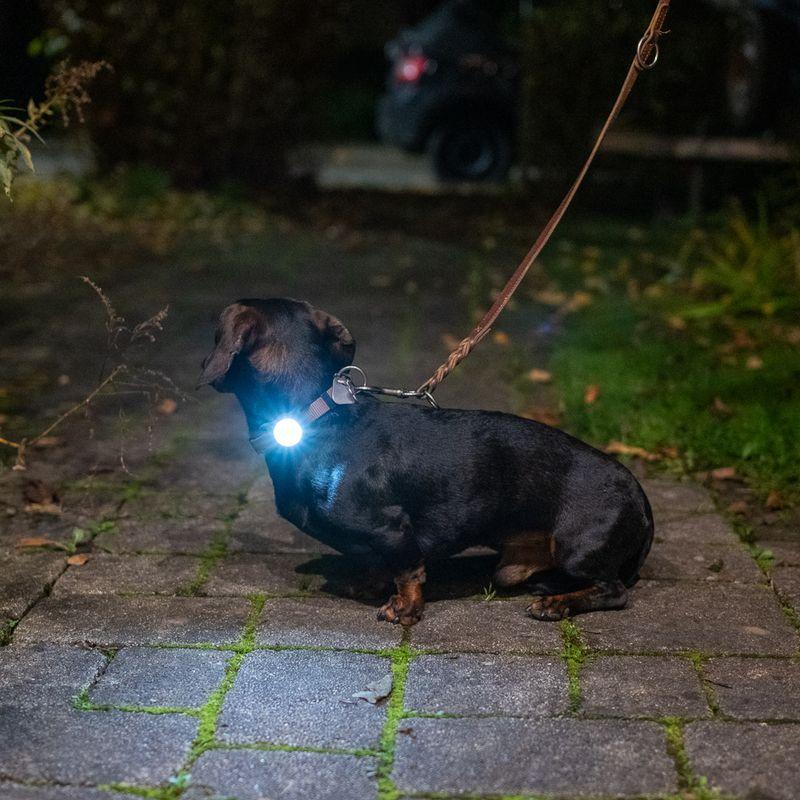 zooplus Nomad Tales Bloom Licht für Halsband & Geschirr kaufen Vatertagsangebot