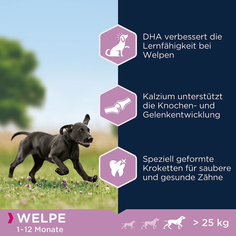 zooplus Eukanuba Puppy Large Breed Huhn kaufen Tiefpreis