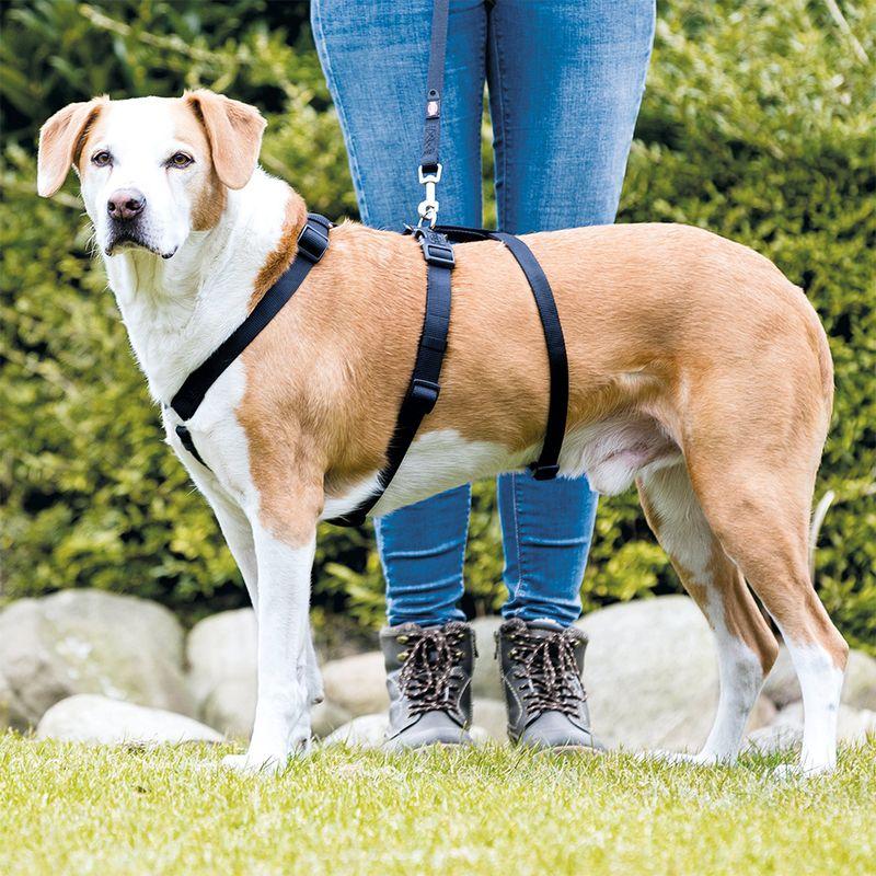 zooplus Trixie Sicherheitsgeschirr Stay Schwarz kaufen Clearance-Verkauf