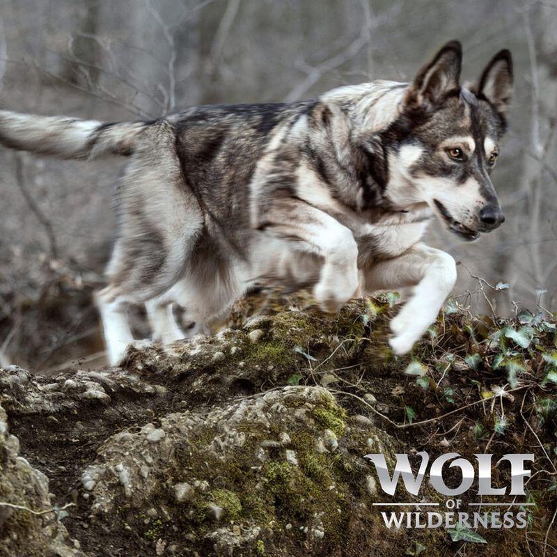zooplus Wolf of Wilderness Adult Green Fields Lamm - getreidefrei kaufen Outlet