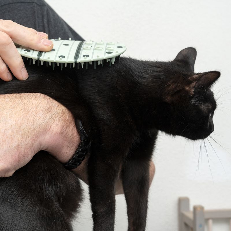 zooplus kooa 2-in-1 Katzenpflege-Ecke kaufen Wochenangebot