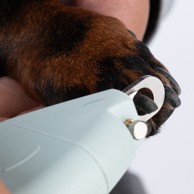 zooplus kooa Krallenzange für Hunde kaufen Saisonschlussverkauf
