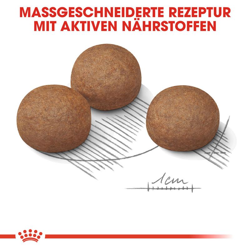 zooplus Royal Canin Maxi Digestive Care kaufen Neuheiten