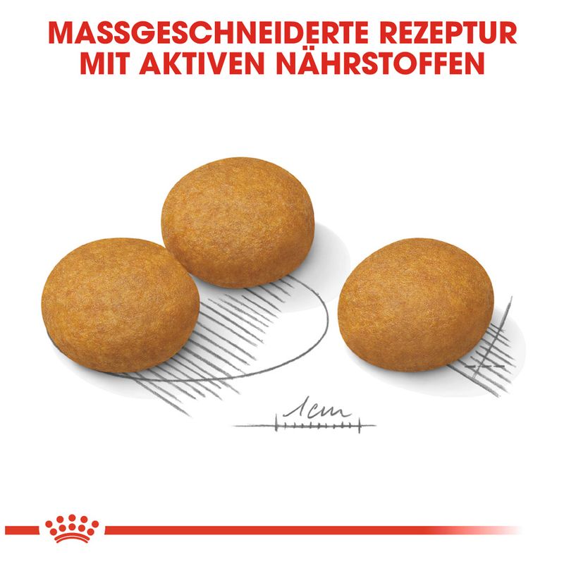 zooplus Royal Canin Maxi Dermacomfort kaufen Kauf eins, bekomm eins gratis